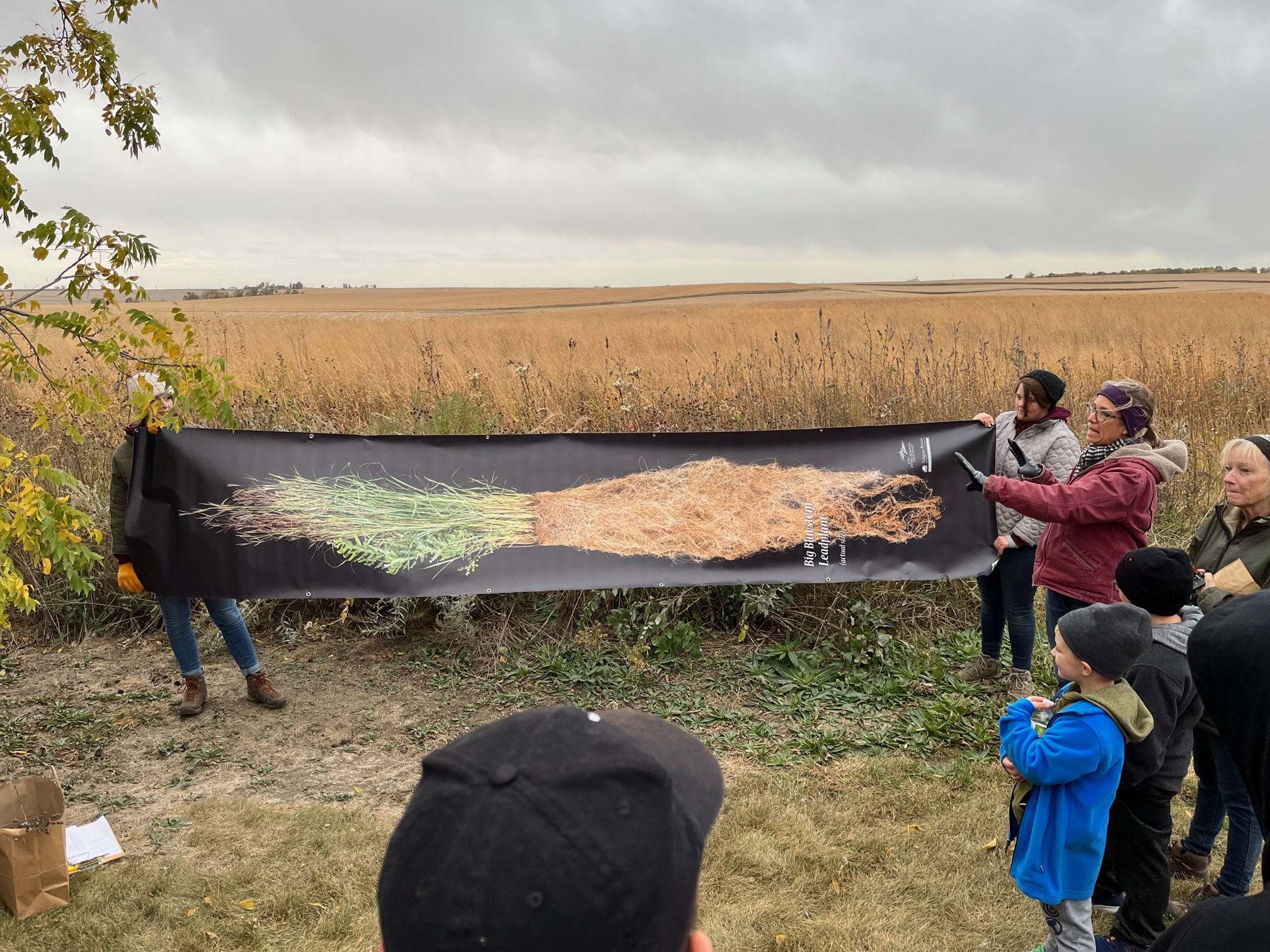 Big bluestem and Leadplant Root Banner