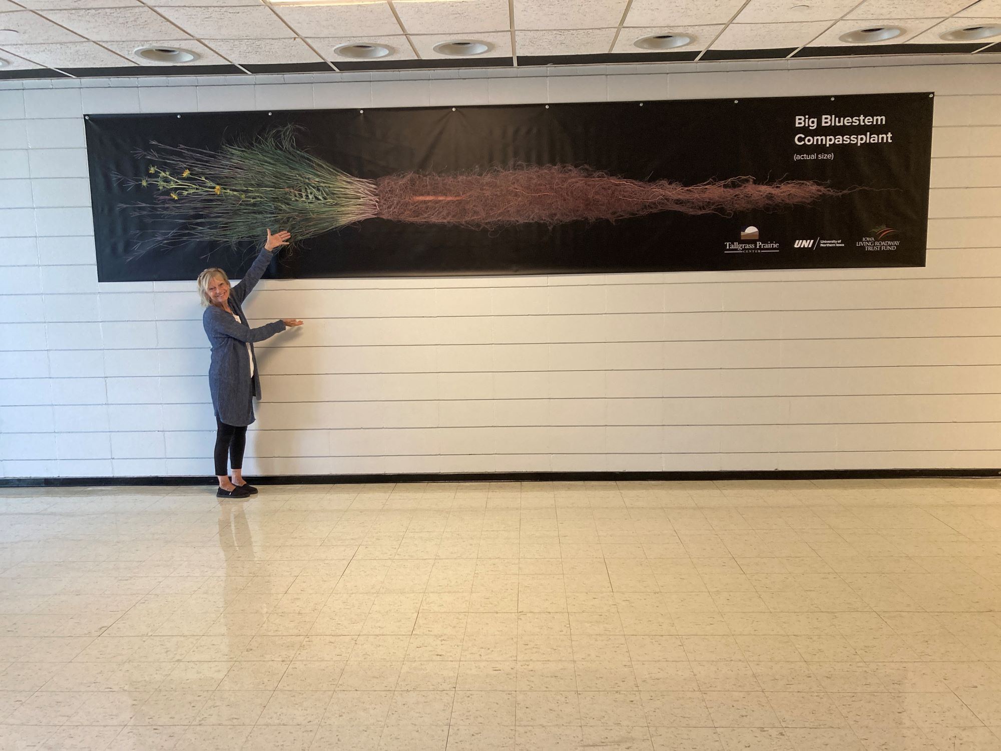 Big Bluestem and Compass Plant Root Banner